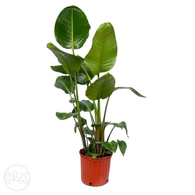 Bird of paradise trees/ banana tree/ Strelitzia 0