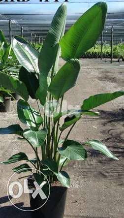 Bird of paradise trees/ banana tree/ Strelitzia 1