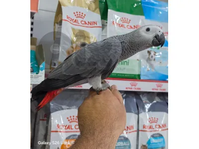 kasko parrot