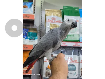 kasko parrot