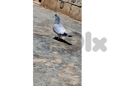 زغرتا