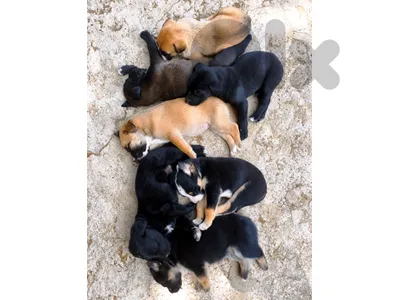 Dogs For Adoption