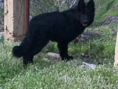German sheperd