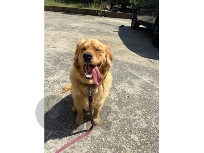 golden retriever