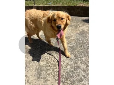 golden retriever