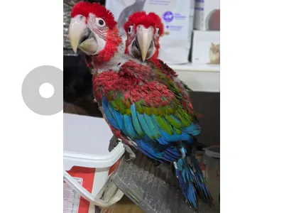 macaw parrot