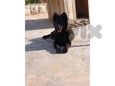 shepesky black royal.6 month old.big size long hair.5 vaccination.friendly.