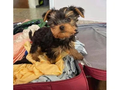 Adorable Yorkshire Terrier puppies available and ready for their forever homes!