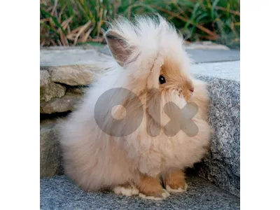 Lionhead Rabbits ارنب ليونهيد