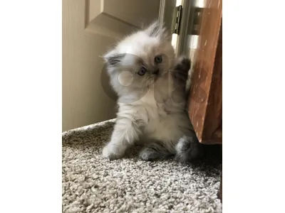 Persian exotic available