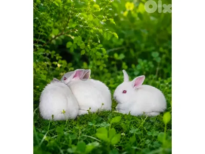ارانب /Rabbits
