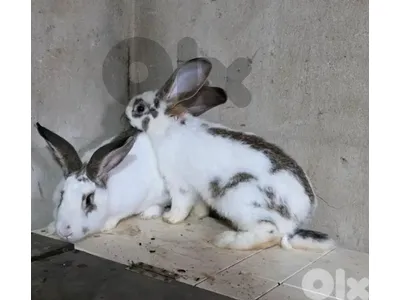 ارانب /Rabbits