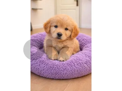Golden Retriever puppy available in store & delivery