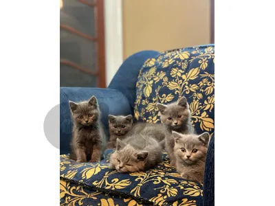 british kittens