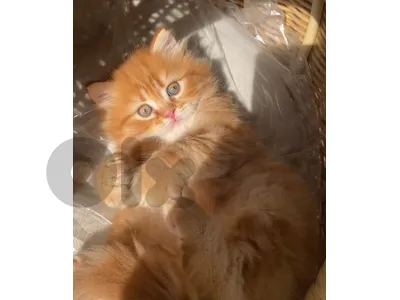 Persian Kitten Orange