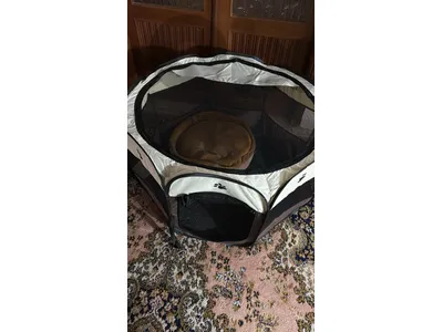 tent خيمة قطط