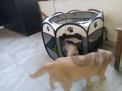tent خيمة قطط