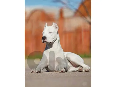 Dogo Argentino - High Quality