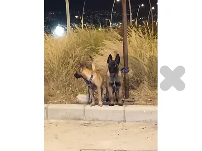 malinois