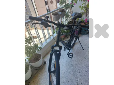 Giant Cypress 2 2022 size M