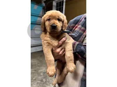 golden retriever