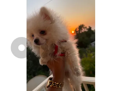 Sweet Pomeranian Puppy Looking for a Loving Home 🐾