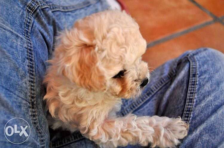 Labradoodle imported very CUTEE 0