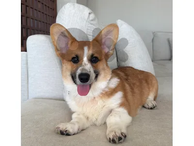 pure breed corgi 100%