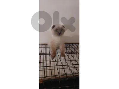 Siamese cat. (Male and Female)