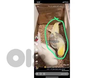 مطلوب فرخ كروان تزقيم متل لمحوق بل صورة
