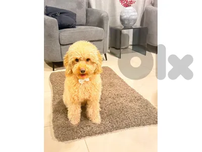 Mini Poodle For Sale