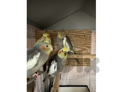 2 months Gray cockateil for Sales