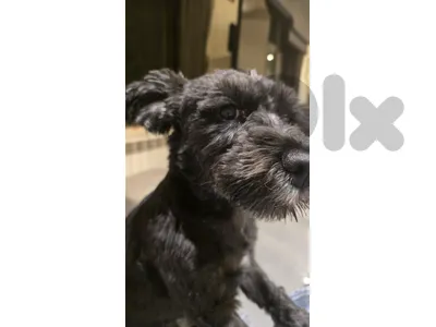 Black Dog