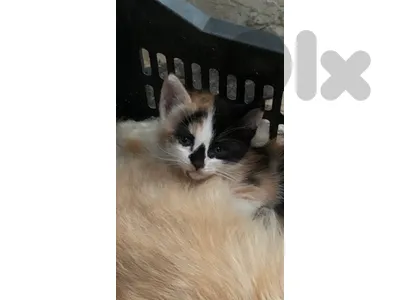 Gorgeous kitten for sale