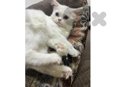 for adoption