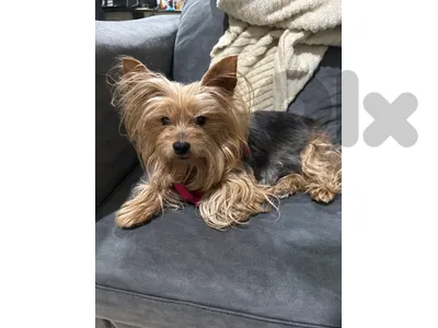 female yorkshire for adoption