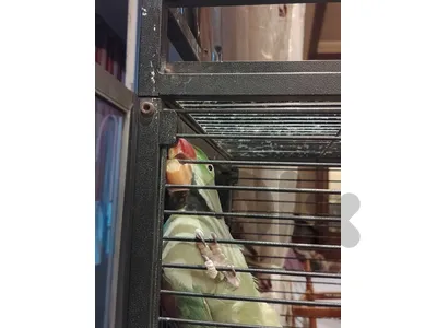 alexandrine parrot