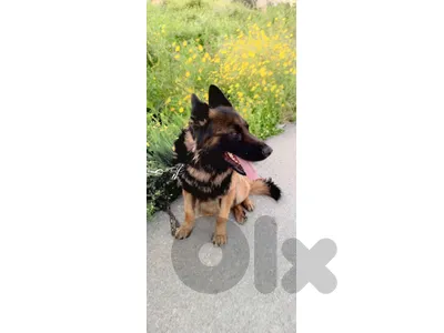German Shepherd