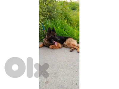 German Shepherd