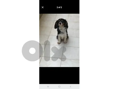 tri color exotic cavalier