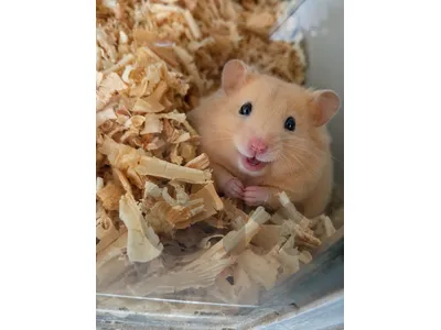 Hamsters