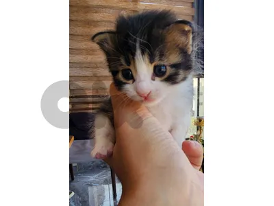Cats for adoption(تبني)