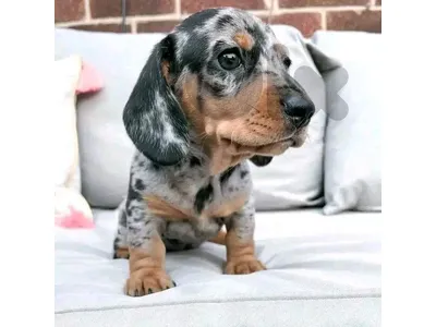 Adorable Dachshund Puppy Available ❤️🐶