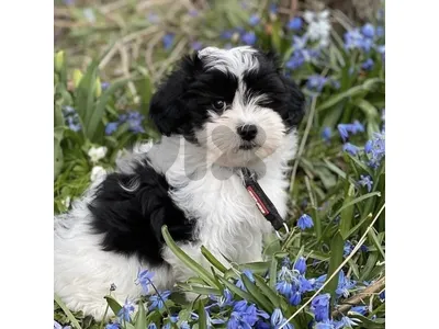 Beautiful Black & White Bichon Puppy Available 🖤🤍🐶
