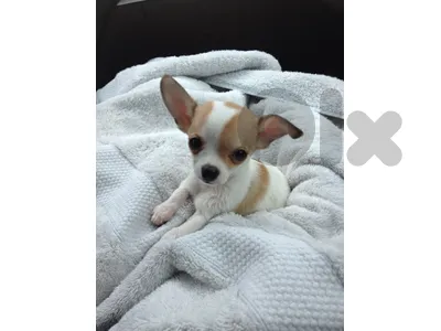 Adorable Chihuahua Puppy Available 🐾