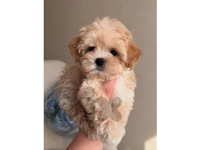 Beautiful Maltipoo Puppy Available