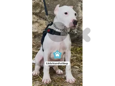 Dogo Argentino puppy: rare, unique & protective - AVAILABLE
