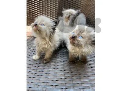 Himalayan & Persian kitten-House Raised-Top Breed