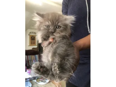 kitten 2 months old Persian breed