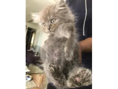 kitten 2 months old Persian breed